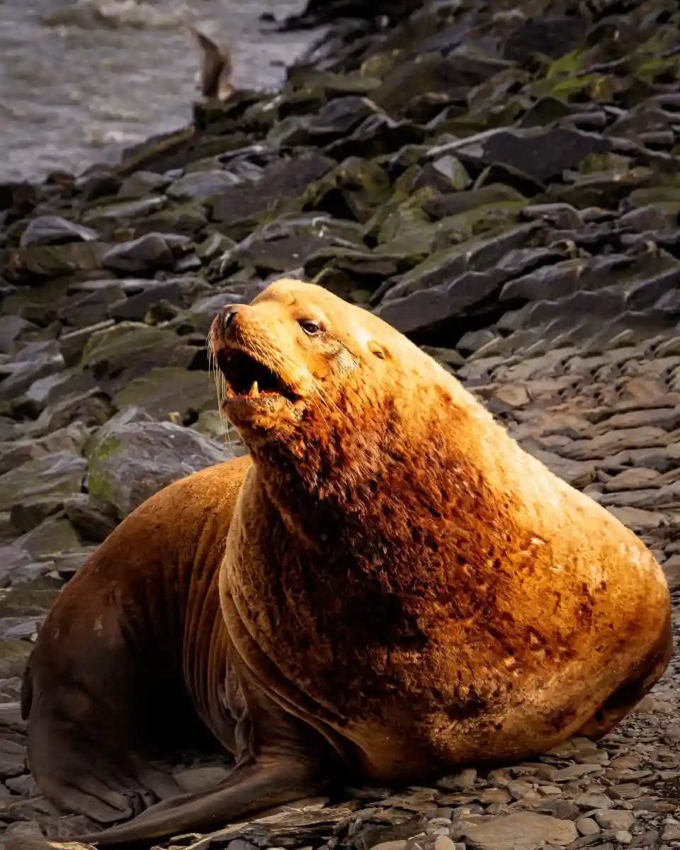 A large brown sea lion sits on a rocky shore with its mouth wide open, appearing to roar or shout. The background shows…