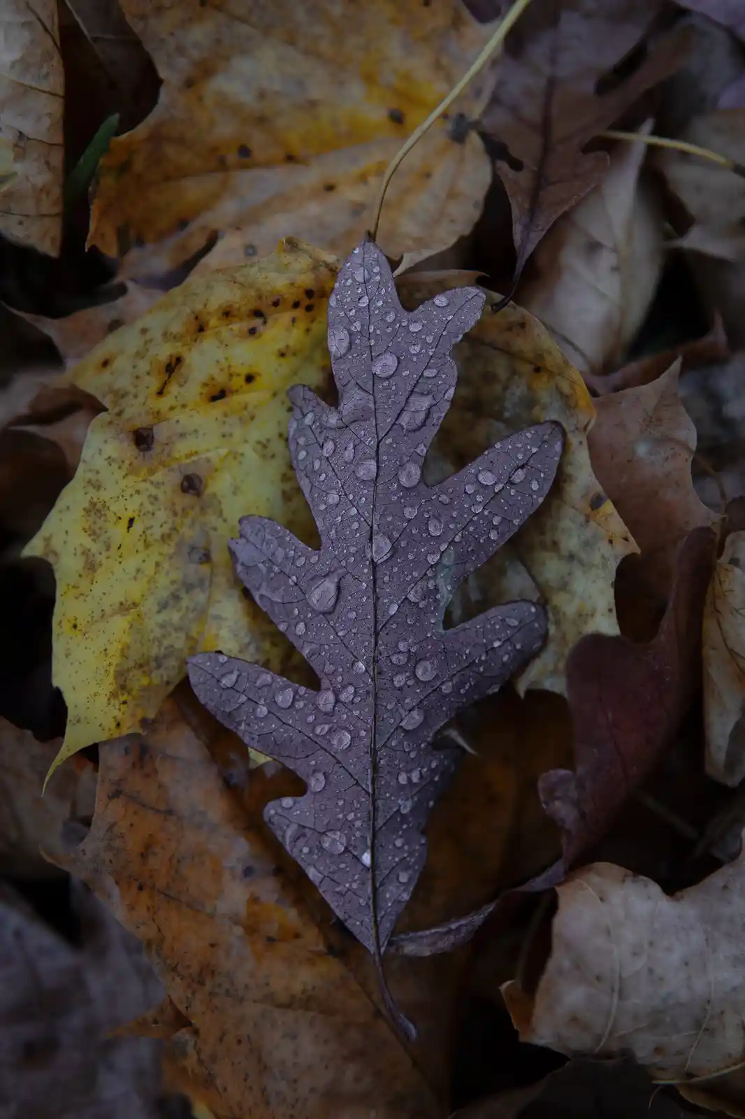 A close-up photo shows a single, dark purple oak leaf with water droplets resting on its surface, surrounded by other brown…