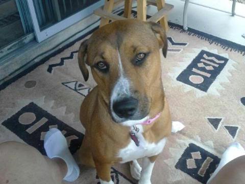 A brown and white dog with a pink collar sits on a patterned rug indoors, looking directly at the camera with a serious…