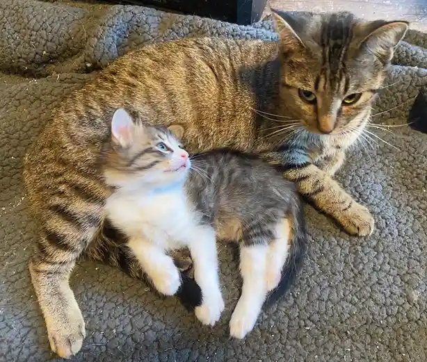 A tabby mother cat lies on a dark textured rug with her head turned away, while a small tabby kitten with blue eyes and…