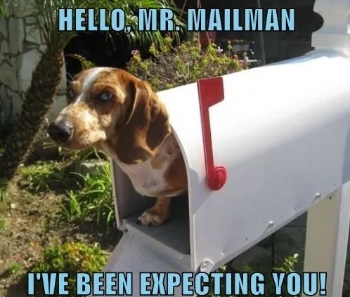 A brown and white dachshund is peeking out from inside a white mailbox with a red flag, looking directly at the camera. The…