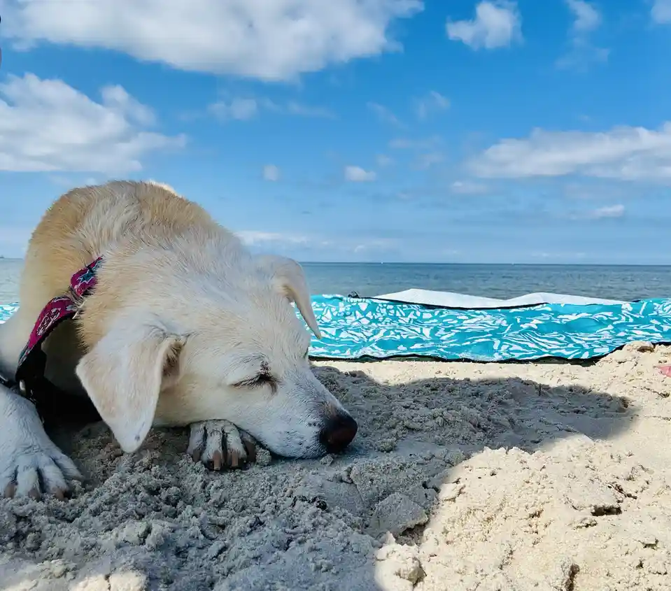 A light-colored dog with its eyes closed is resting its head on the sand at a beach, wearing a pink patterned collar. Behind…