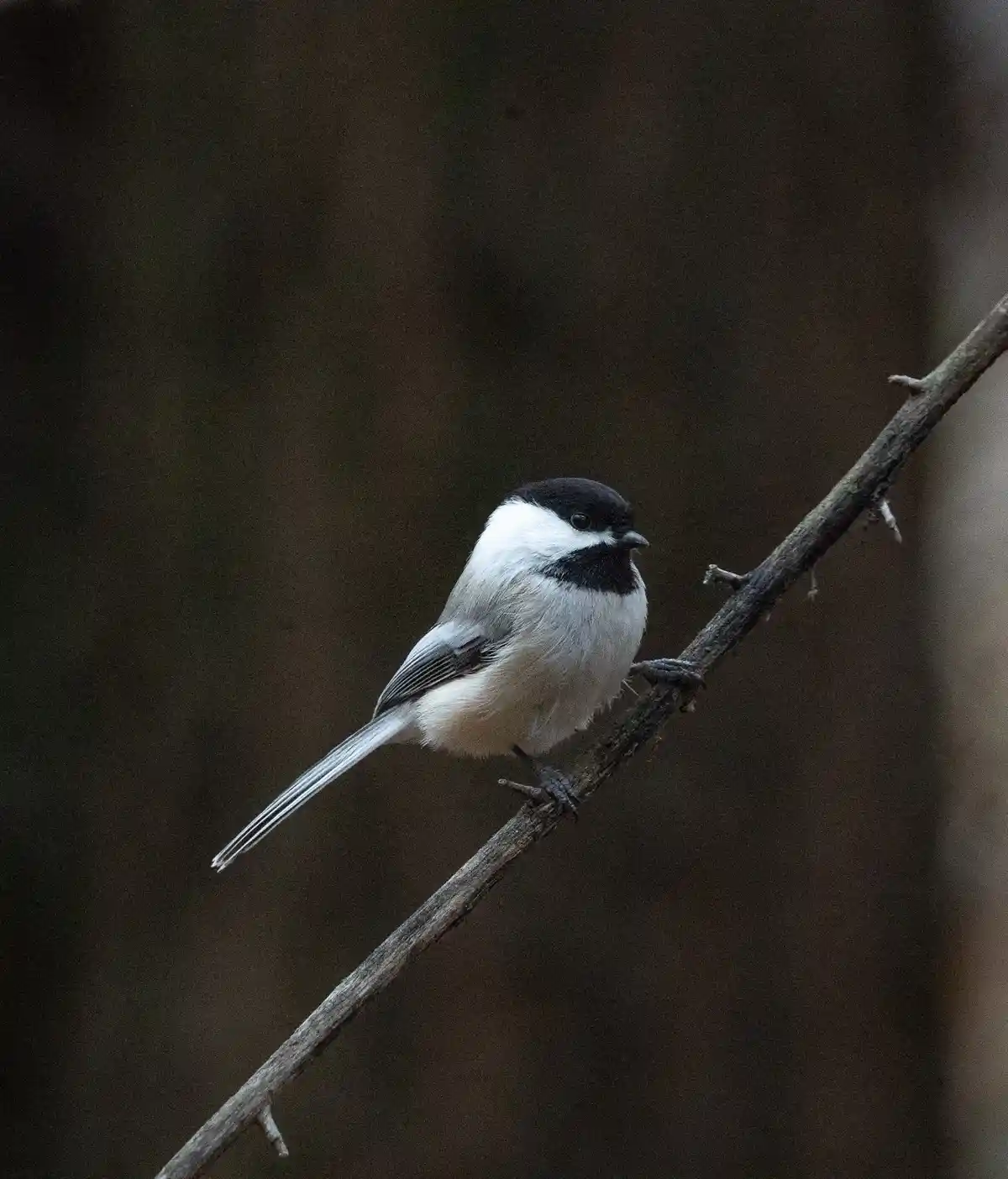 A small bird with a black cap, white cheeks, and grayish body perches on a bare branch against a dark, blurred background…