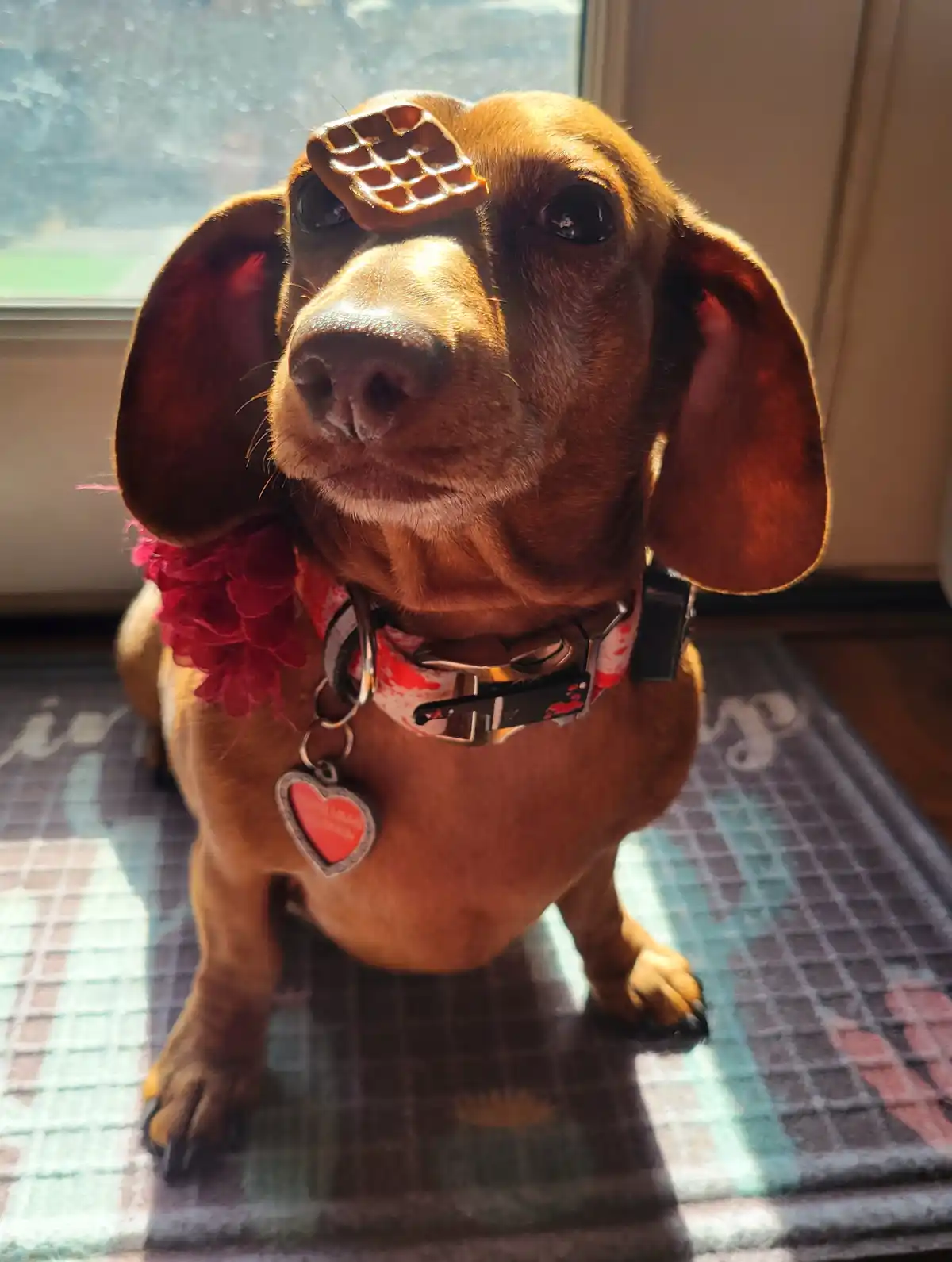 A brown dachshund sits indoors near a window, wearing a red feather boa and a red-and-white patterned collar with a…