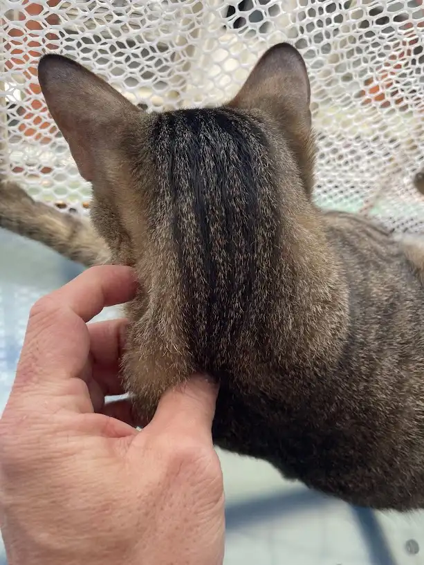 A close-up photo shows the back of a tabby cat sitting on a white mesh chair, with a human hand gently stroking its fur…