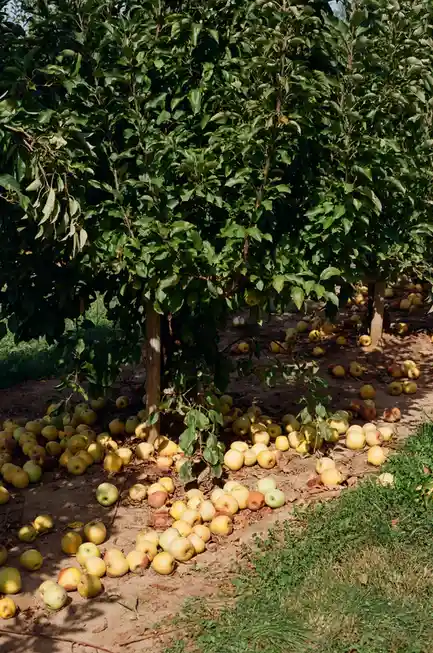 An outdoor photo shows numerous apples scattered on the dirt ground beneath leafy apple trees in an orchard. The apples are…