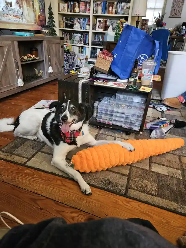 A black and white dog wearing a red plaid bandana lies on a rug in a cluttered living room, its paw resting on a long orange…