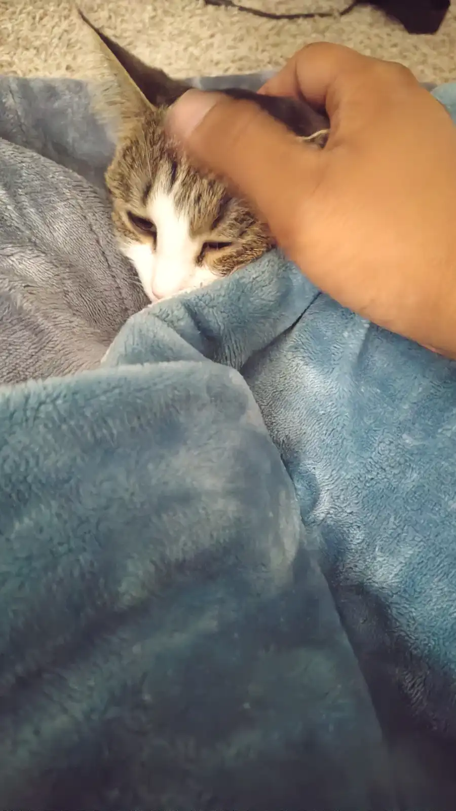 A tabby cat with a white muzzle is nestled in a blue fleece blanket, eyes half-closed in apparent disinterest as a human…