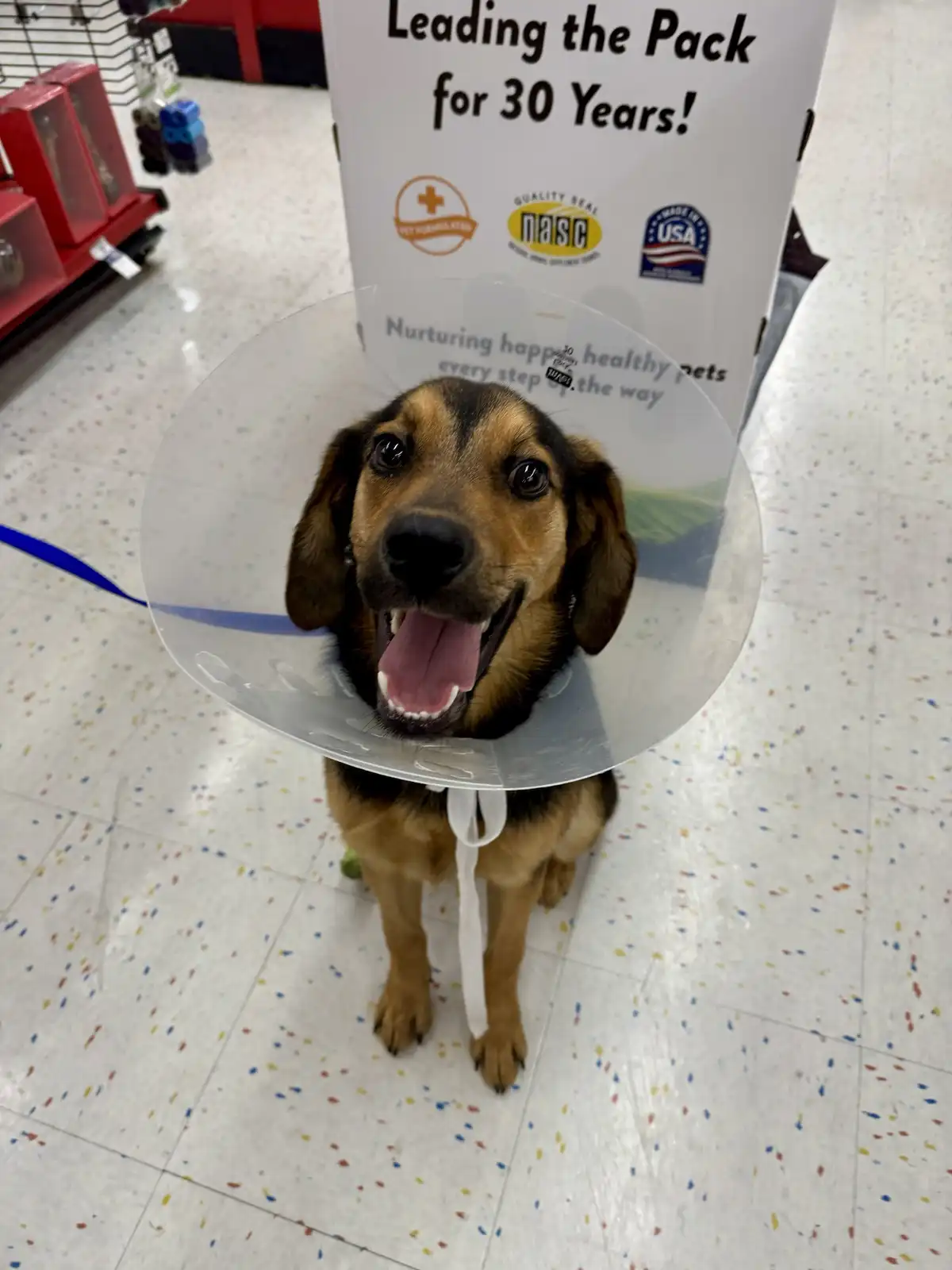 A brown and black dog wearing a clear plastic cone sits happily on a speckled floor in a pet store, looking up with its…