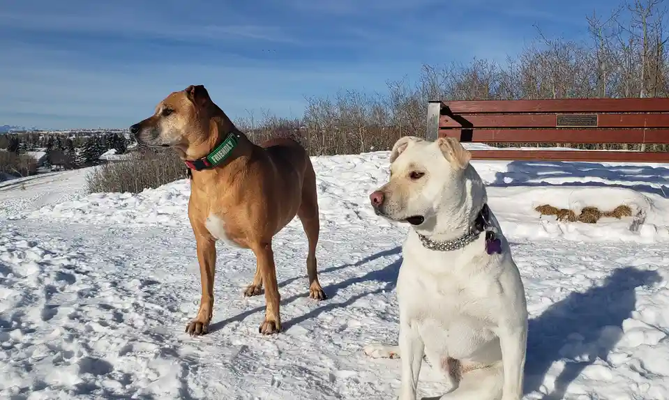 Two dogs stand in a snowy outdoor area under a clear blue sky; a tan dog wears a green collar with the word 'FRIENDLY'…