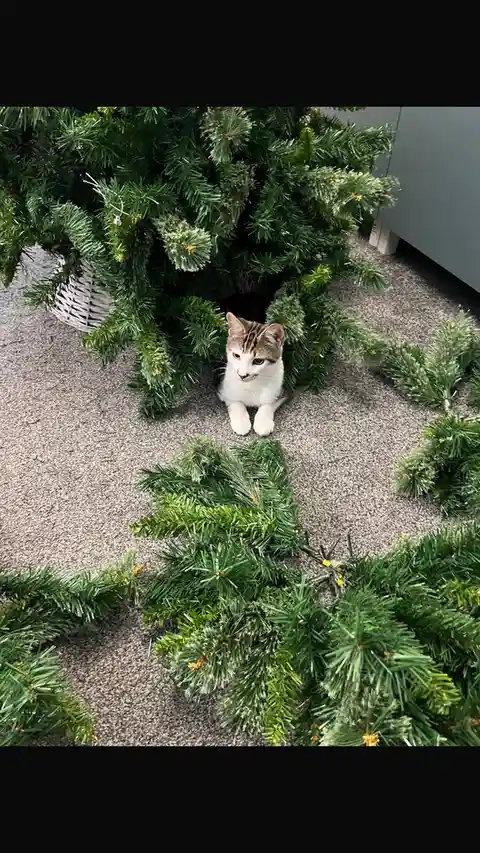 The Cutest Kitty Ever: Prepare for Cuteness Overload!