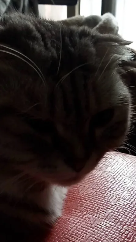 A close-up photo of a tabby cat with a very sleepy, half-closed eye expression, resting its head on a textured red surface…