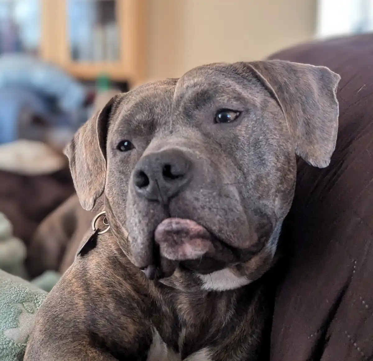 A close-up photo of a brindle-coated dog with a wrinkled face and floppy ears, resting on a brown couch. The dog has its…