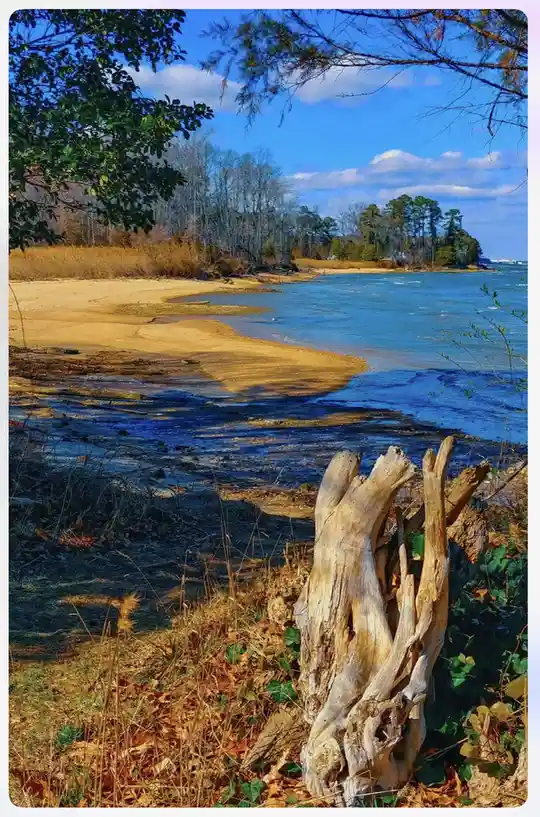 A scenic photo of a beach with a large, weathered driftwood stump in the foreground, surrounded by dry grass and ivy, with a…