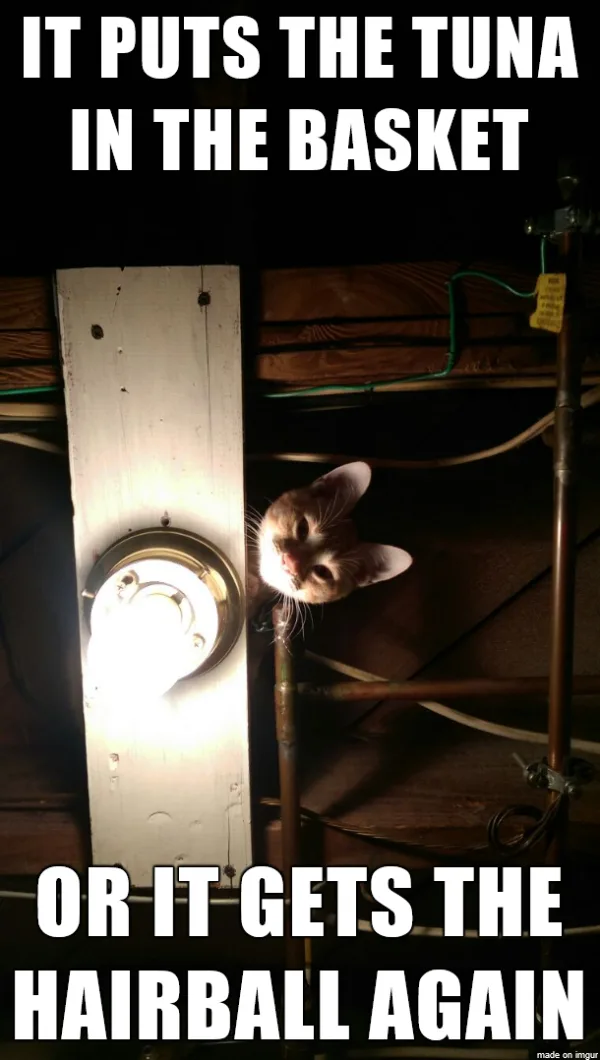A cat peeks out from behind a wooden panel in a dimly lit, cluttered space with pipes and wires, illuminated by a bright…