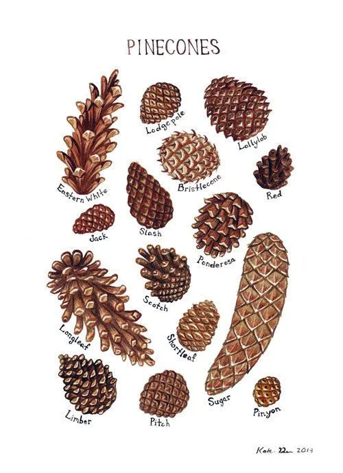 An illustrated botanical-style chart showing various types of pinecones, each labeled with its species name such as 'Eastern…