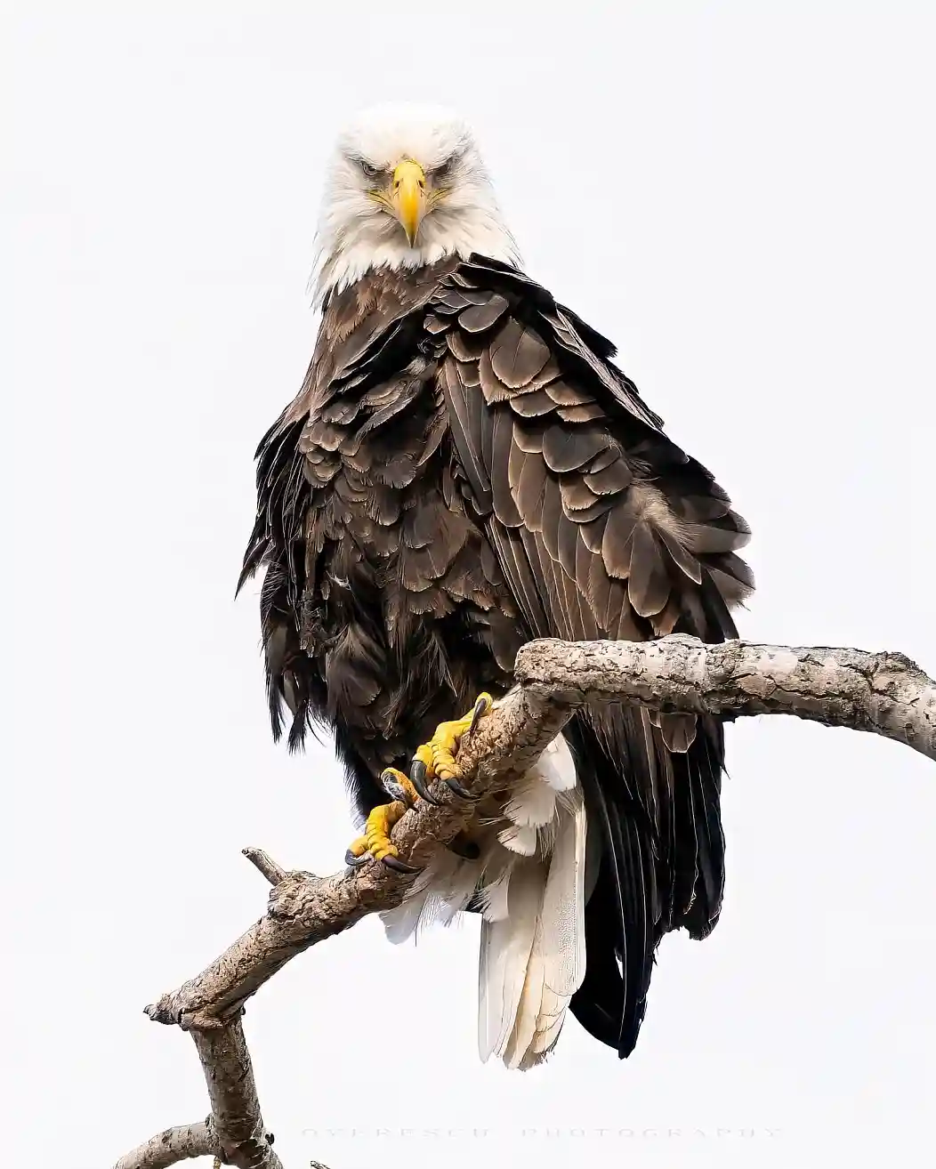A bald eagle with a white head and dark brown body perches on a bare tree branch, looking directly at the camera with a…