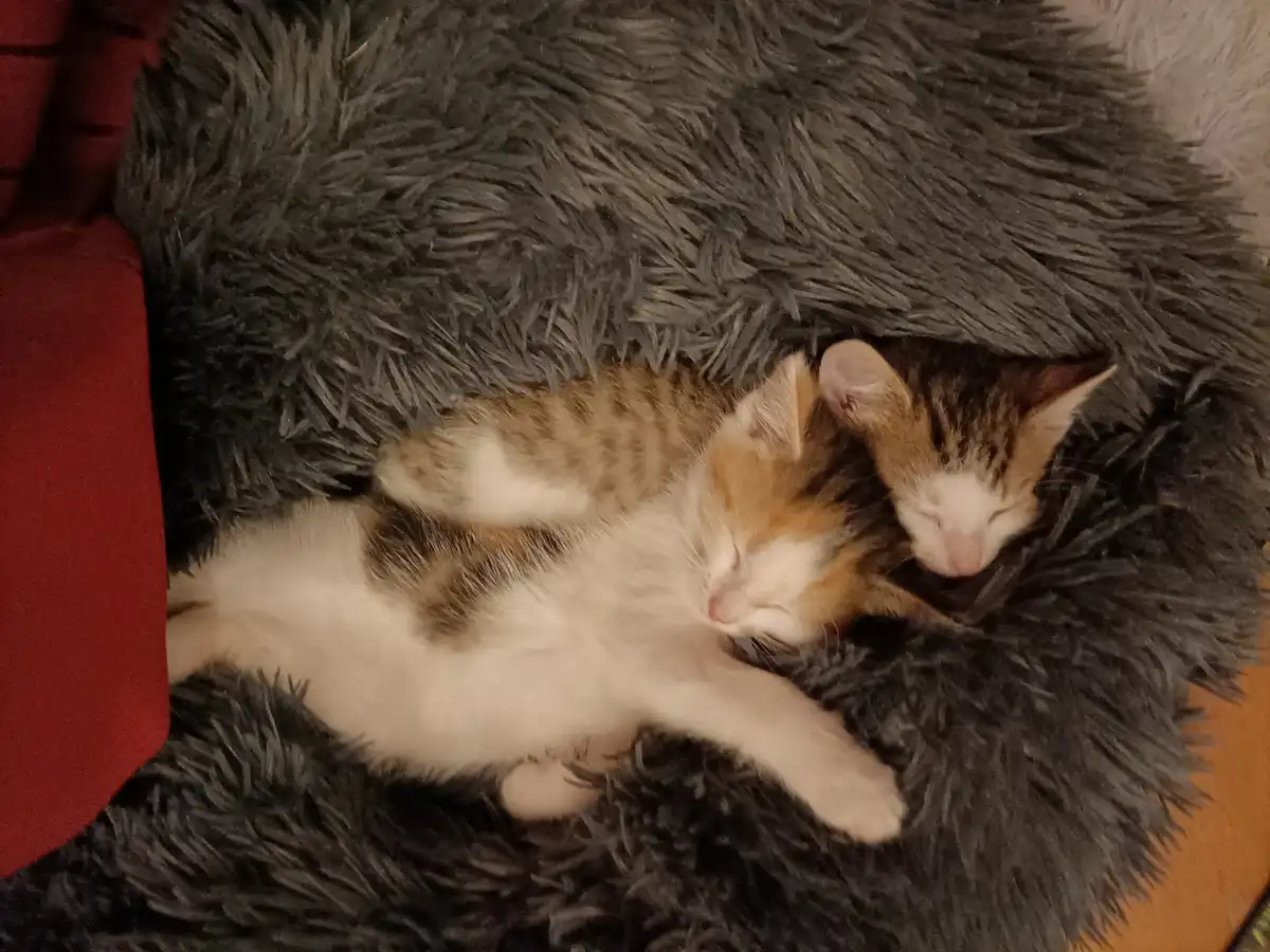 Ah, the Dream of a Kitten Nestled in a Fluffy Pillow...