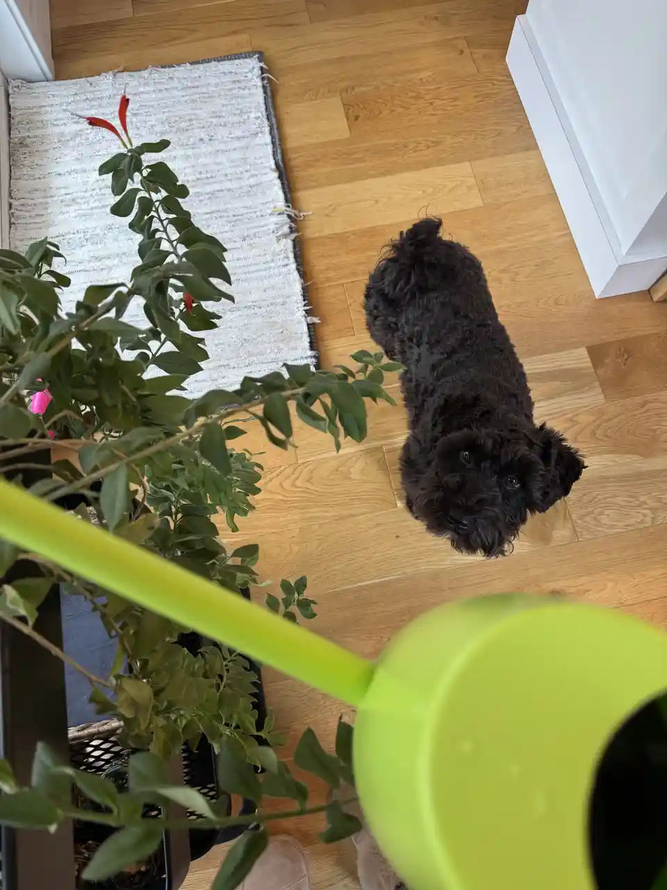 Your Daily Dose of Olive Goodness