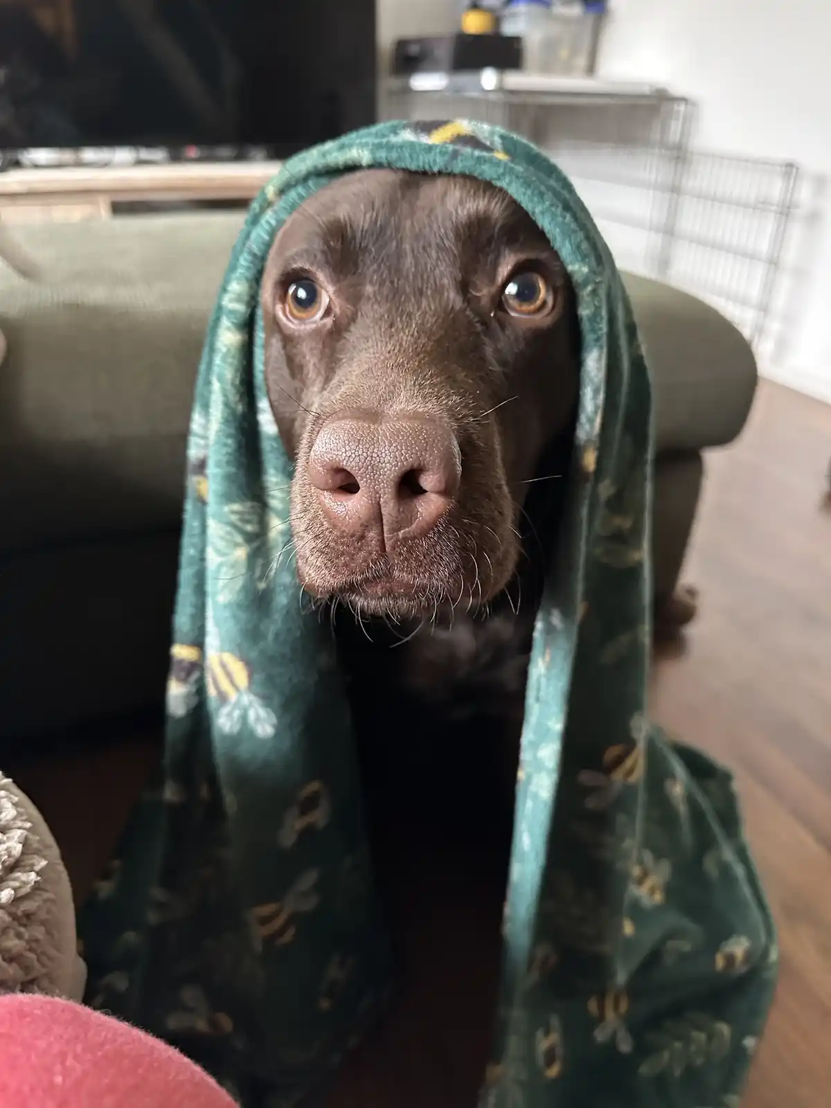 A brown dog with large, expressive eyes looks directly at the camera, its head and shoulders covered by a green fleece…