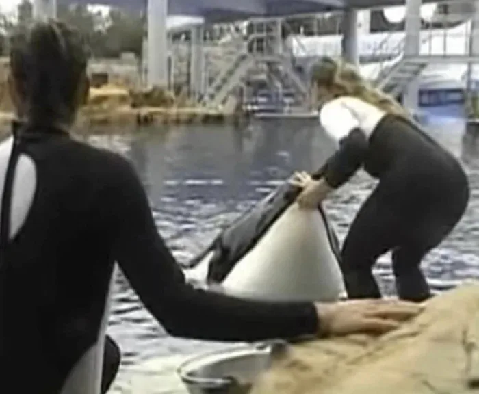 Two trainers in black and white wetsuits are holding a dolphin's tail as it emerges from water in a pool. The dolphin is…