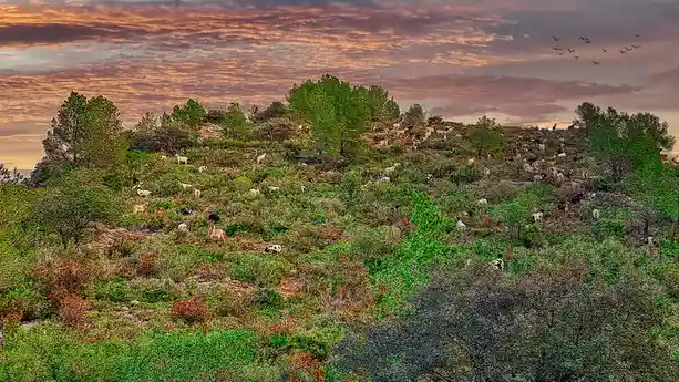 Gavadã (Vandell’s) - A Scenic View of Baix Camp