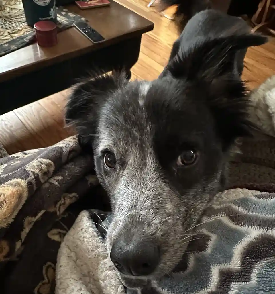 A close-up photo of a black and gray dog with expressive brown eyes, resting on a patterned blanket in a cozy living room…