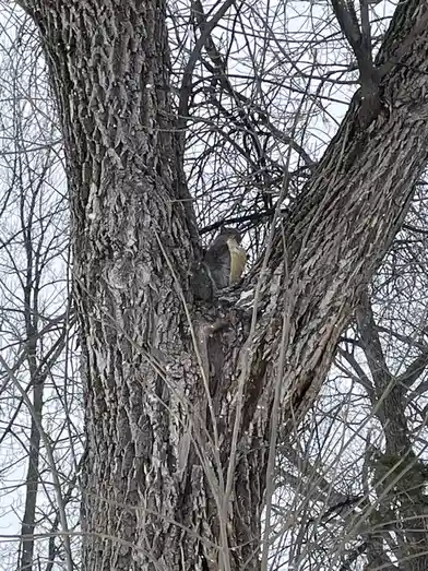 A gray squirrel is perched in the fork of a large, leafless tree, holding a large, light-brown nut in its paws. The tree has…