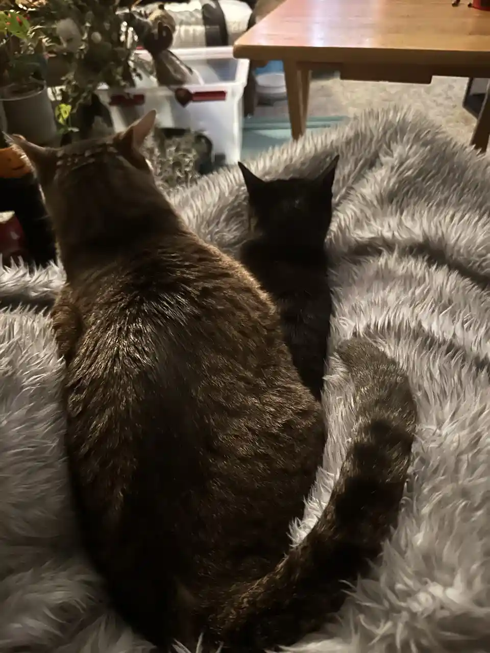 Two cats, one brown tabby and one black, are sitting side-by-side on a fluffy gray rug, viewed from behind. The brown cat is…