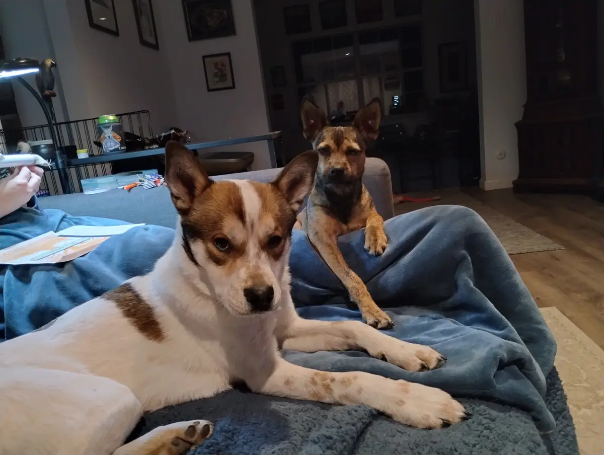 Two dogs sit on a blue blanket on a couch, looking directly at the camera with expressions of mild disappointment. One dog…