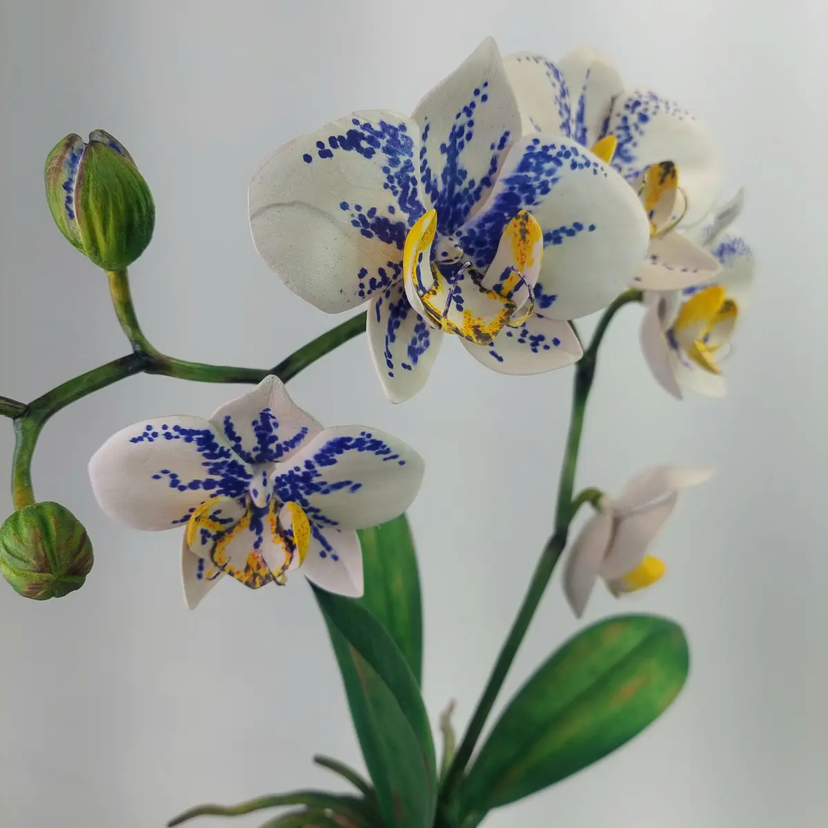 A close-up photograph of white orchid flowers with blue speckles and yellow centers, set against a plain background. The…