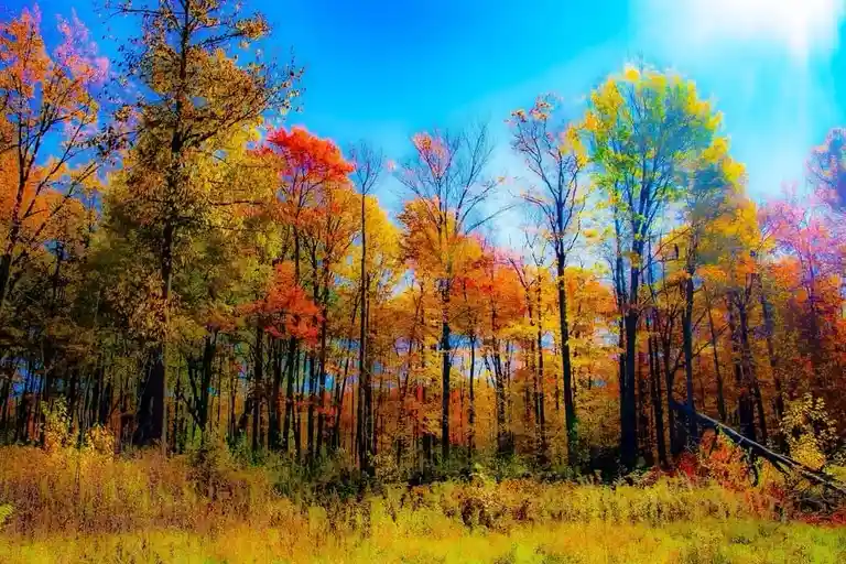 A vibrant, saturated autumn forest scene with tall trees displaying fiery red, orange, and yellow leaves against a bright…