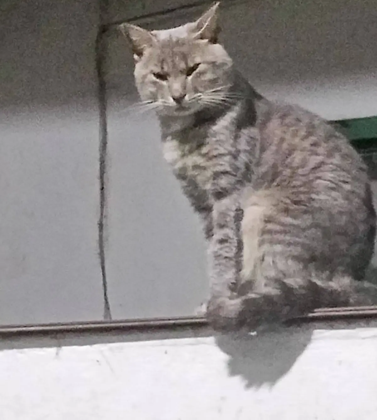 A gray tabby cat with a grumpy, unimpressed expression sits on a ledge or windowsill, looking directly at the camera. The…