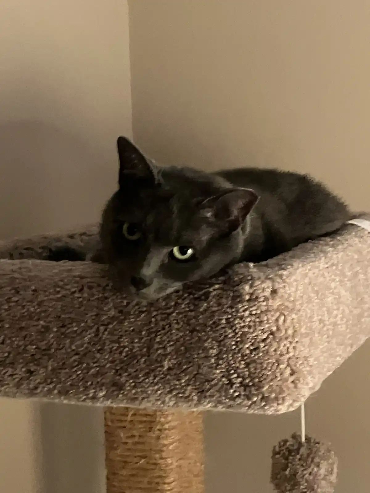 A gray cat with glowing green eyes is lying on a carpeted perch of a cat tree, looking directly at the camera with a bored…