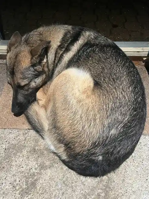 A dog with black and tan fur is curled up tightly in a ball on a concrete surface, appearing to be asleep. The dog's head is…