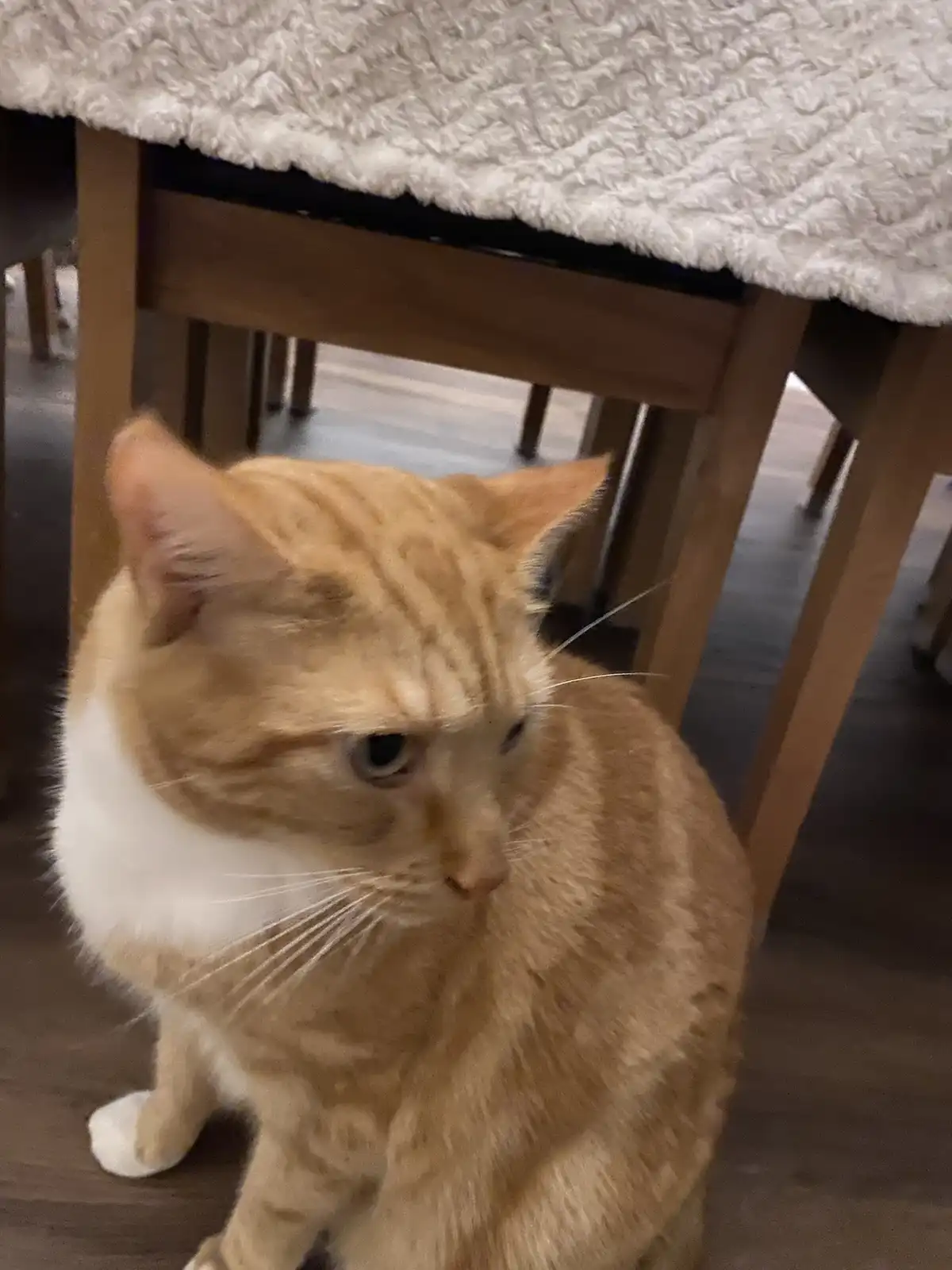 An orange tabby cat with a white chest sits on a wooden floor under a table covered with a white textured cloth, looking…