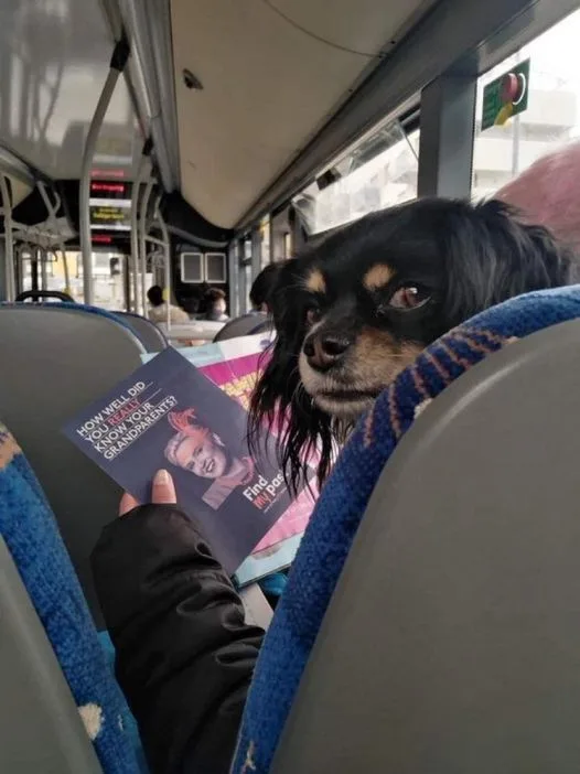 A small black and tan dog sits on a public bus seat, looking directly at the camera with a serious, slightly bored…