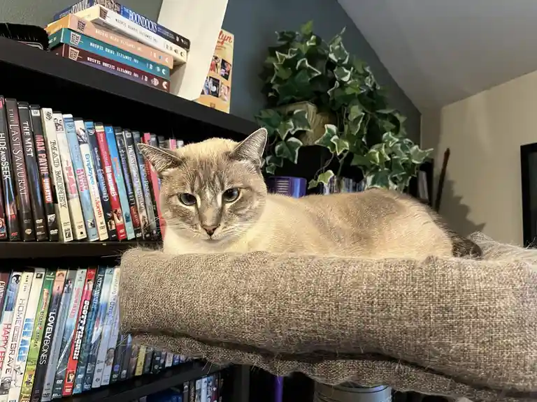 A light-colored cat with blue eyes is lying on a textured, beige cat bed positioned on top of a black bookshelf filled with…