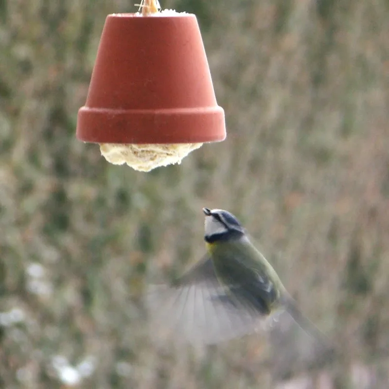 A small bird with a blue crown and yellow throat is captured mid-flight, wings blurred, approaching a hanging terracotta pot…