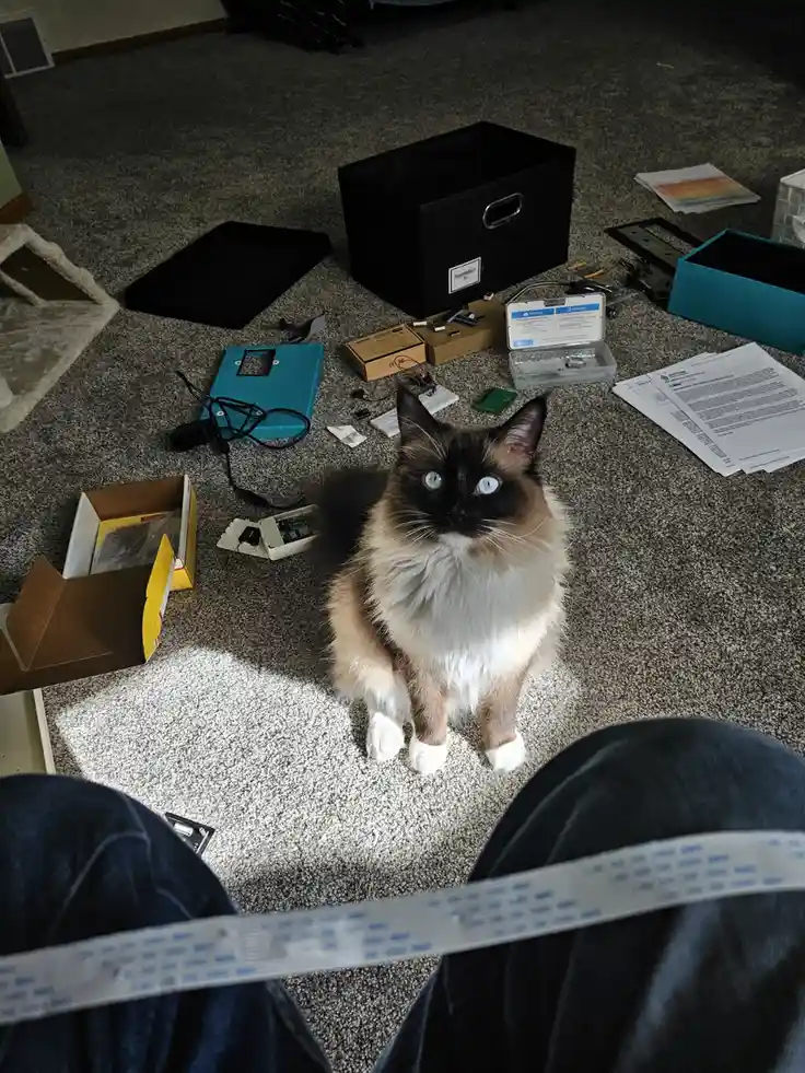 Cat Photo Day: My Feline Assistant and the Pi EEG Machine Mishap