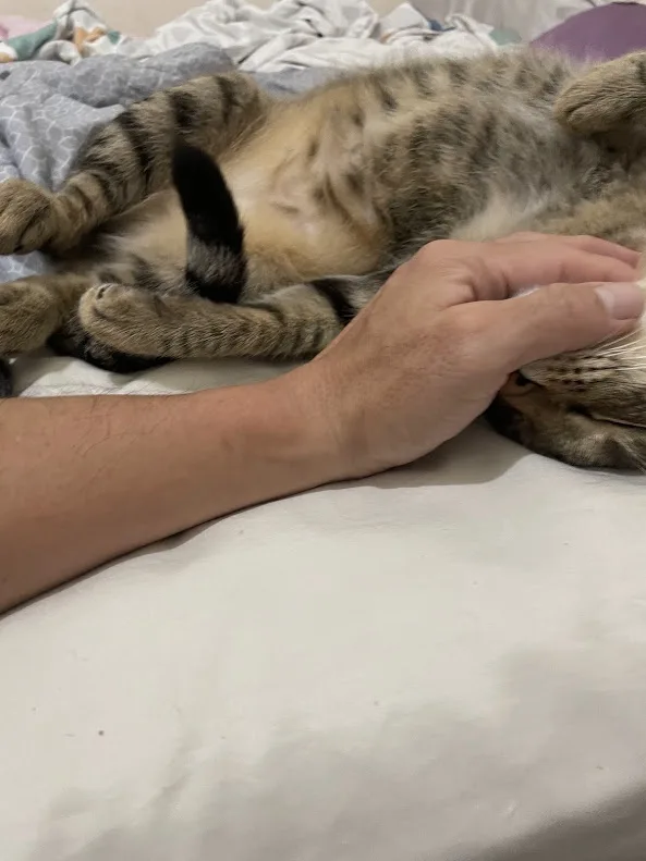 A tabby cat is lying on its back on a bed, exposing its belly while a human hand gently pets its chin and chest area. The…