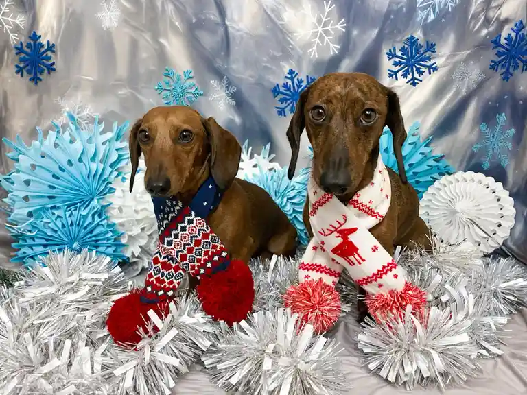 Two dachshunds are posed for a holiday photo, each wearing a colorful knitted scarf with pom-poms, surrounded by silver…