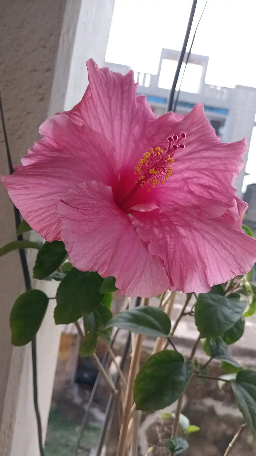 A close-up photo of a vibrant pink hibiscus flower with yellow stamens, set against a blurred background of green leaves and…