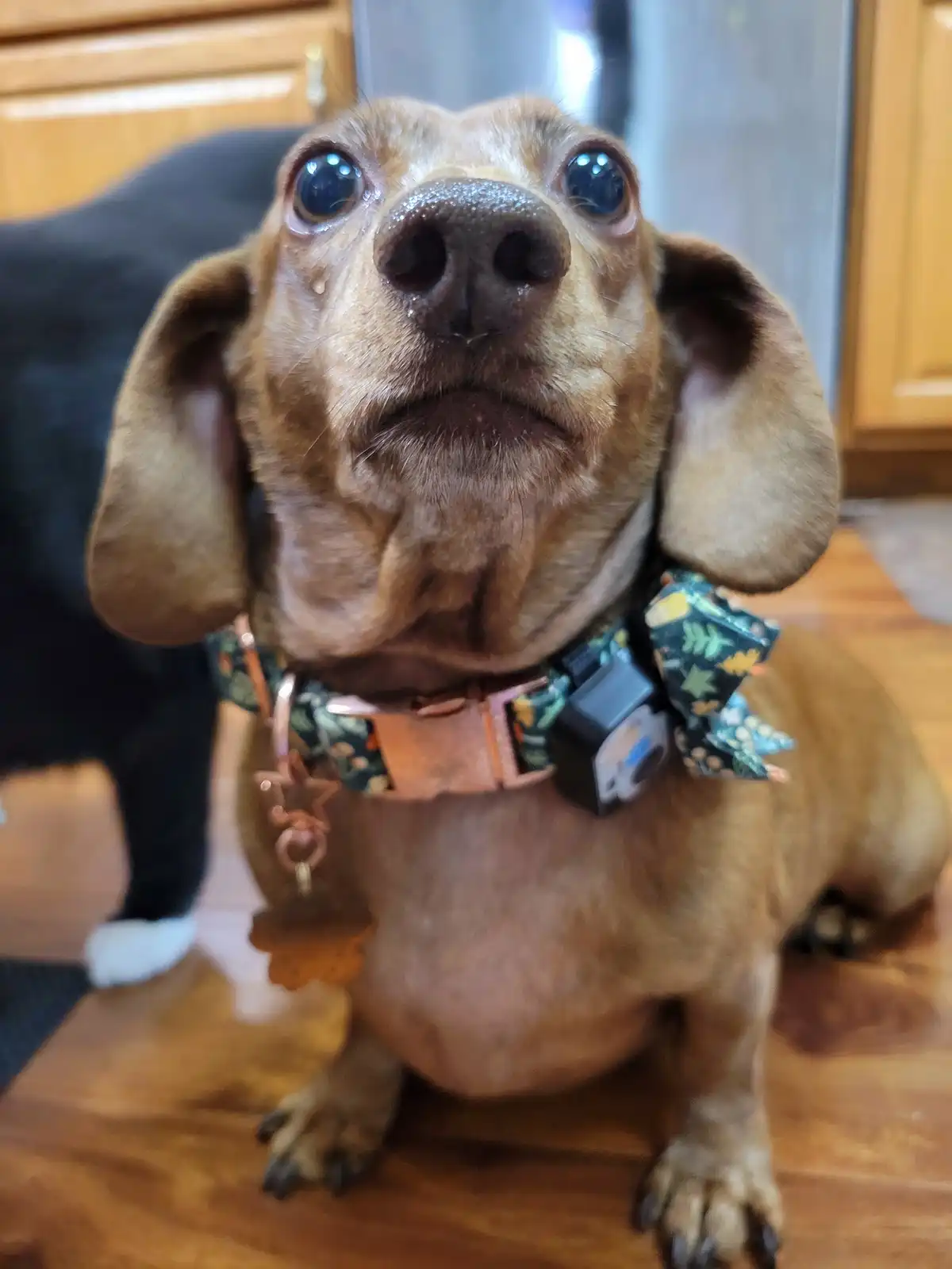 A close-up of a tan dachshund with large, glossy eyes looking upward with a pleading expression, wearing a patterned collar…