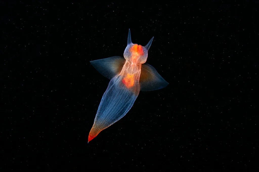 Check Out These Cool See-Through Slugs!