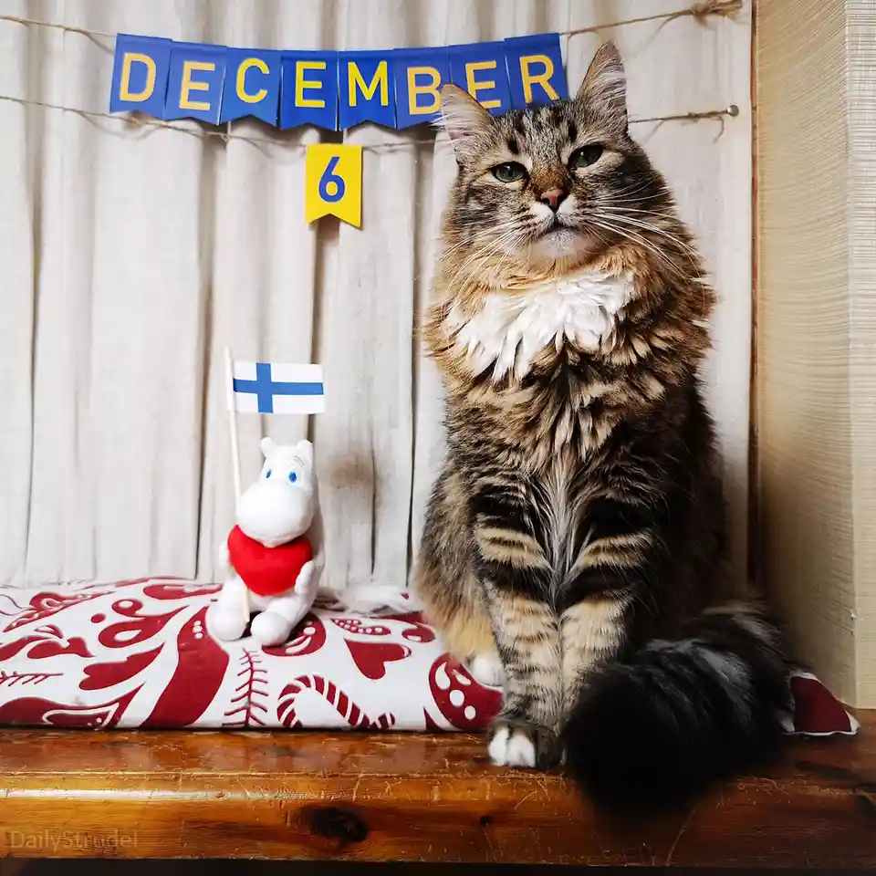 A fluffy tabby cat sits regally on a wooden surface next to a plush Moomin character holding a Finnish flag and a red heart…