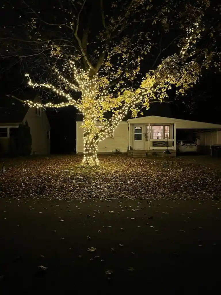 Maple Trees Illuminated in All Their Glory