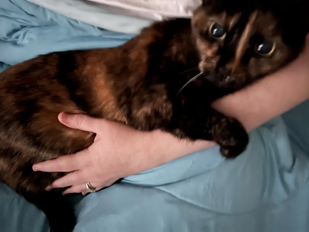 A close-up photo shows a tortoiseshell cat being held by a person's arm and hand on a light blue bedsheet. The cat has…