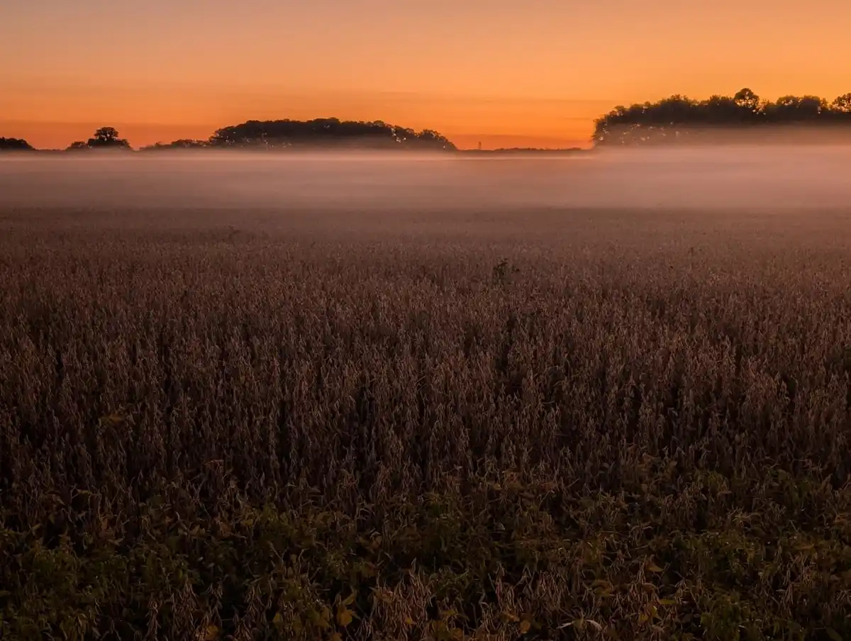 A serene, wide-angle photograph of a mist-covered field at sunrise or sunset, with orange and pink hues in the sky and…