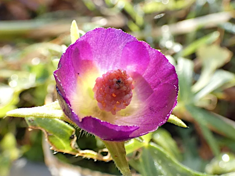 A close-up photograph of a vibrant purple flower with a yellow center and green leaves, overlaid with the text 'i'm not a…